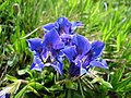 Gentiane acaule (Gentiana acaulis)