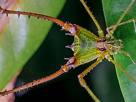 Iguapeia melanocephala