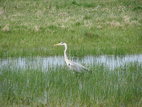 Grey Heron