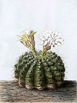 Gymnocalycium quehlianum