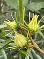 Flower buds