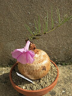 Description de l'image Ipomoea holubii D170802.jpg.