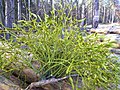 Plantă din subsp. austriacum pe Pinus silvestris, Polonia