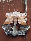 Mating pair of Laothoe populi, or poplar hawkmoths, showing two different color variants