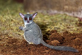 Сенегальский галаго (Galago senegalensis)