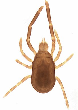 Labidostomma sp.