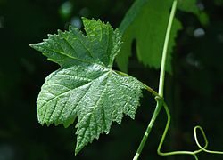 Feuille de lambrusque mâle (bord de la Charente), sinus pétiolaire ouvert.