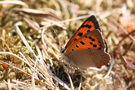 Lycaena phlaeas (Pays-Bas).