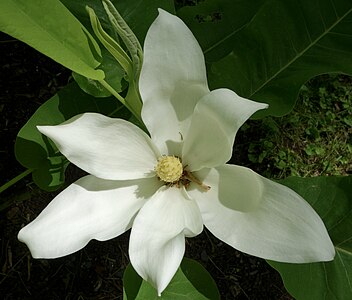 Magnolia macrophylla ssp. ashei open flower