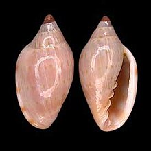 shell in a baby-pink color