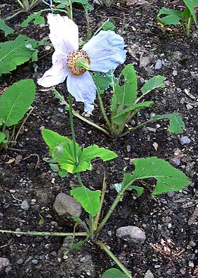 Meconopsis betonicifolia