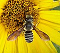 Megachile inimica female