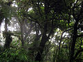 Monteverde Cloud Forest Reserve, Costa Rica.