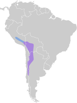 Distribución geográfica de la dormilona cenicienta.