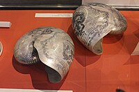 Nautilus shells engraved to commemorate Horatio Nelson, displayed at Monmouth Museum