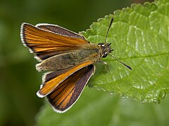 弄蝶科独特的展翅形态 （无斑豹弄蝶 Thymelicus lineola）