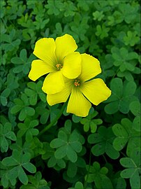 Oxalis pes-caprae, Israel