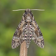 Pink-spotted hawk moth (Agrius cingulata) male