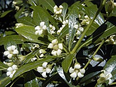 Description de l'image Pittosporum heterophyllum.jpg.