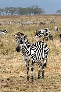 Zebra, by Muhammad Mahdi Karim