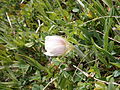 Anemone vernalis