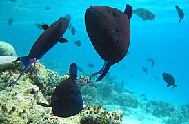 Group of redtoothed triggerfish feeding on plankton.