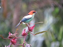 Saíra-sapucaia em Maresias - São Sebastião SP