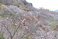 冬の桜山公園（冬桜）