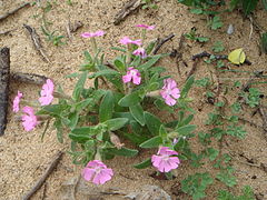 Description de l'image Silene littorea 1.JPG.