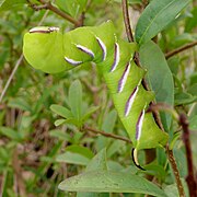 Sphinx ligustri (Sphingidae, Sphinginae)