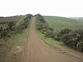 Le vignoble de Stony Batter Waiheke en Nouvelle-Zélande.