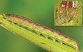 Last instar larva