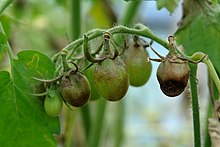 Infected unripe tomatoes