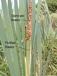 Flowerhead in late spring showing the male (staminate) flowers above the female (pistillate) flowers