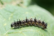 Caterpillar.