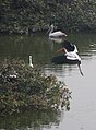 Grey pelican, painted stork, little egret and open-billed stork