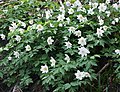 Buschwindröschen (Wood anemone)