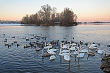 Скупчення водопланих птахів: лебедів шипунів та крижнів біля кінцівки Облонської коси