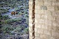 چرای گله شتر، در کنار کاروانسرای در گچین استان قم
