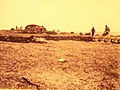 Goémoniers sur l'île aux Moutons en 1927 (photographie de Saint-Just Péquart).