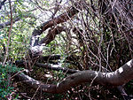 Type of site: Hedge, Fortification.