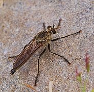 Eutolmus rufibarbis ♂