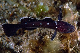 Didogobius schlieweni