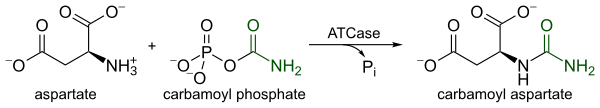 Reaction of aspartate transcarbamylase.