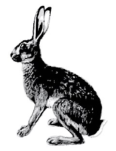 Description de l'image Abyssinian Hare.jpg.