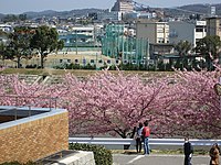 カワヅザクラ並木と本校