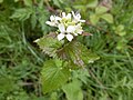 Alliaria petiolata