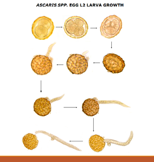 Ascaris egg, incubation process: The Ascaris egg incubation process consists of placing the egg in a controlled environment, at 26 °C (79 °F) during 28 days, in acidic conditions. This process allows for the evaluation of an egg to determine if it is viable or not.