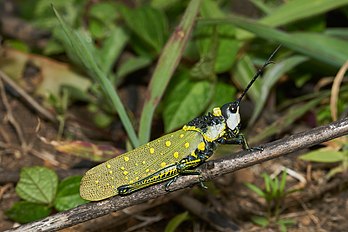 Aularches miliaris, uma espécie de gafanhoto da família dos pirgomorfas, nativa do sul e sudeste da Ásia. (definição 5 350 × 3 567)