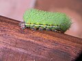 Caterpillar of Belize